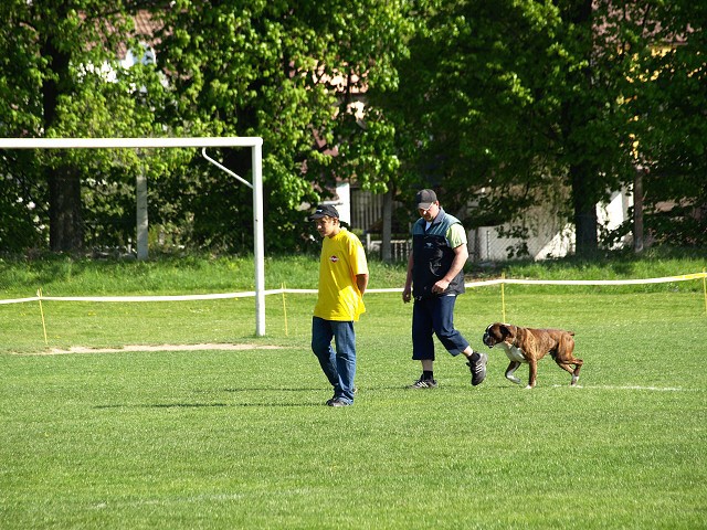 www.atibox.net * www.euroboxer.eu * www.boxergenealogia.eu